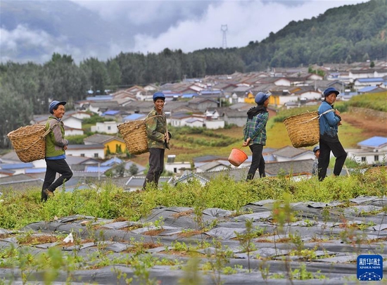 四川省凉山彝族自治州布拖县拖觉镇老吉村的妇女在去往蓝莓种植基地务工的路上（2020年8月13日摄）。 新华社记者 刘坤 摄