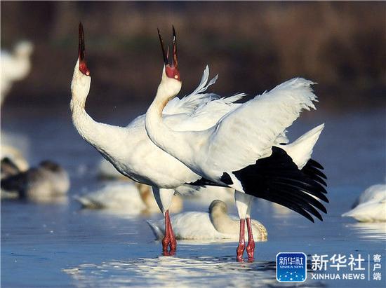 ↑白鹤在位于鄱阳湖畔的五星农场境内栖息（1月11日摄）。新华社记者 万象 摄
