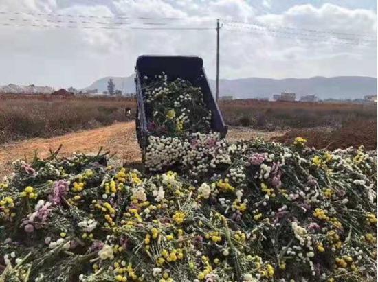 花农鲜花滞销 图片来源:受访者提供