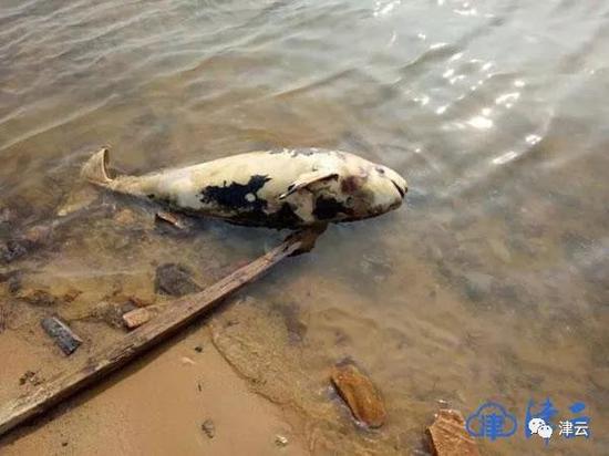 去年该地发现的死亡江豚