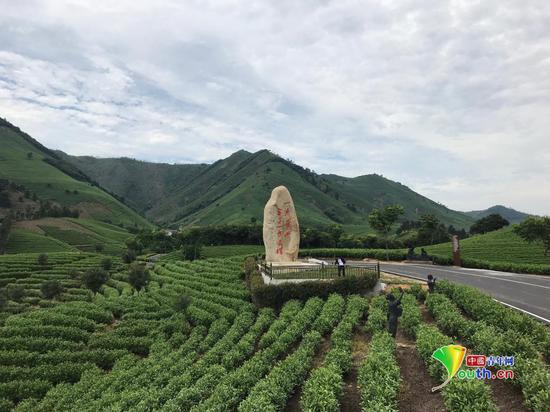  黄杜村茶叶种植基地。中国青年网记者 唐希 摄 