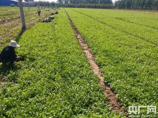 钱永军的香菜地