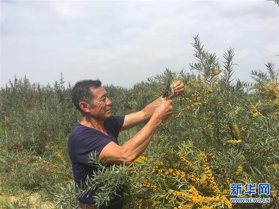 在库布其沙漠中的白土梁林场沙棘林内,林场管理员邓胜利展示沙棘树剪枝育苗技术(8月1日摄)。当地通过种植沙棘,既解决了荒漠化问题,又帮助农牧民增收,实现了生态和经济双重效益。新华社记者 张善臣 摄