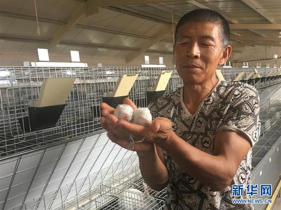 在库布其沙漠中的内蒙古鄂尔多斯市达拉特旗风水梁园区獭兔标准化养殖示范中心,工作人员展示刚出生不久的獭兔幼崽(8月1日摄)。风水梁原名“风干圪梁”,曾经风沙肆虐,人烟稀少。如今,在政府主导下,内蒙古东达蒙古王集团将林、草、沙三业结合,打造农工贸一体化产业链,实现了沙漠增绿、农牧民增收、企业增效的良性循环。新华社记者 张善臣 摄