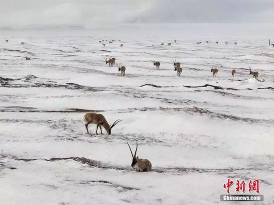 可可西里数千只藏羚羊在雪中觅食。赵新录 摄