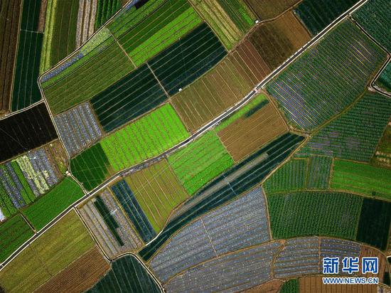 这是广西百色市南菜北运蔬菜基地(1月13日无人机拍摄)。新华社记者张爱林摄