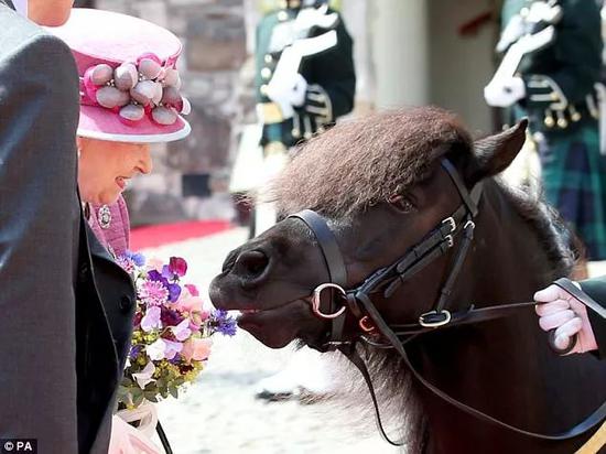 （图为2017年7月， 在欢迎女王的仪式上，苏格兰山地团吉祥物“克鲁亚川四世”因馋嘴差点咬到女王的手）