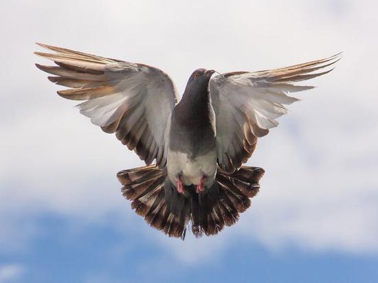 全球最贵信鸽天价售出 神秘中国买家超952万购入