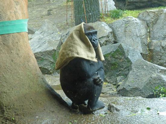日本40岁母猩猩成网红 一下雨就把麻袋披头上(图)