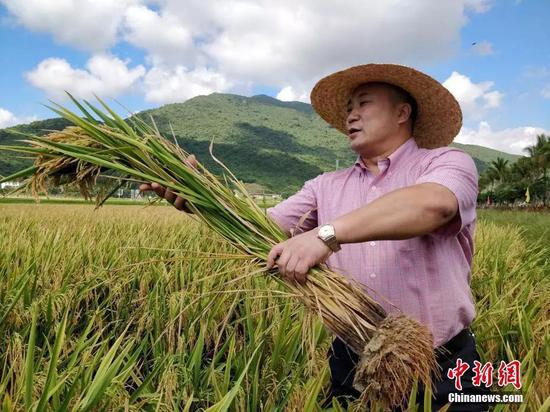 袁隆平“超优千号”水稻测产创海南单产历史最高纪录。