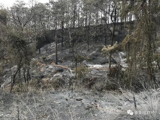 ▲火灾之后，山头被烧的发黑。新京报记者 王昱倩 摄
