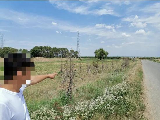 一名承包商指着路侧一片已经死亡的云杉。 (2020年记者 刘懿德 摄)