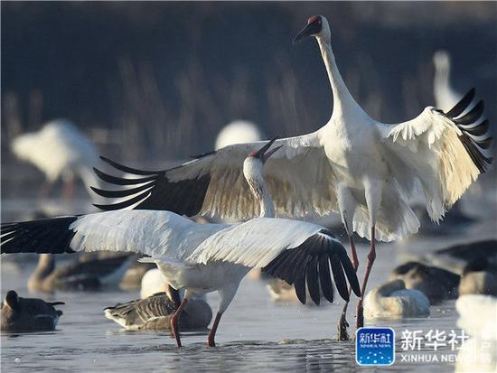 ↑两只白鹤在鄱阳湖畔的五星农场嬉戏（1月11日摄）。新华社记者 万象 摄