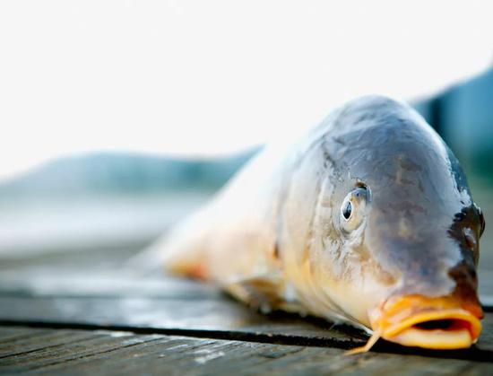 鱼的这个部位千万不能吃 严重可致命(图)