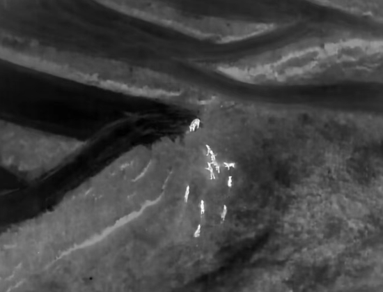 無人機鏡頭下獵狗追逐野豬畫面。圖/胡克非