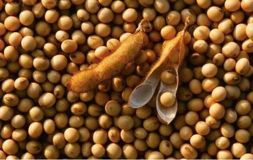 接下来我给大家看一些数据,这是大豆的营养成分: