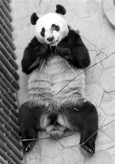 大熊猫“变性”：曾被誉为“拆迁女王” 实为雄性