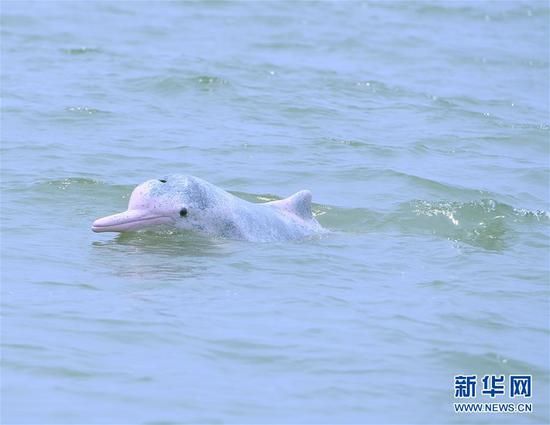 广西钦州市三娘湾海域,一头野生中华白海豚在自由嬉戏,萌态十足(6月10日摄)。新华社记者 周华 摄