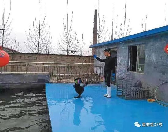 媒体调查海狮非法展演:转借证件成“护身符”