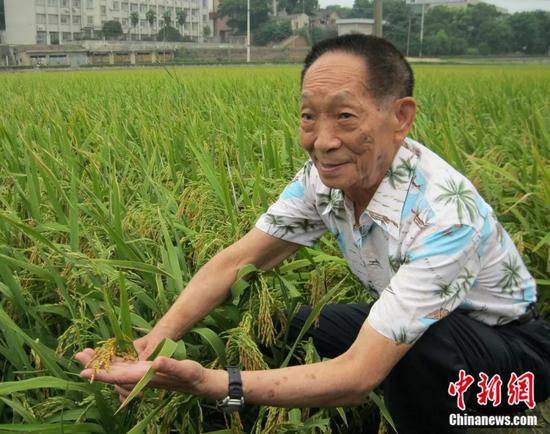 2010年，袁隆平在杂交水稻试验田。