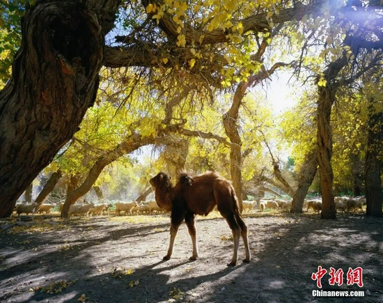 疫情风暴眼中的“额济纳”,是个怎样的地方?