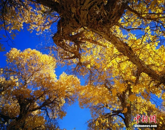 疫情风暴眼中的“额济纳”,是个怎样的地方?