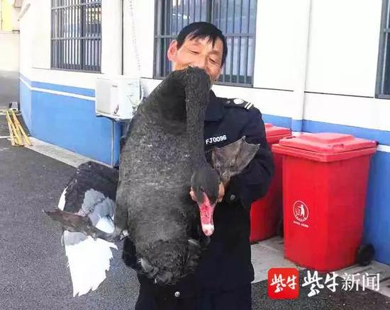 腾博会正确登录网址_刚买的沙漠玫瑰怎么上盆?怎么养护才能开花多?做好四点就够了