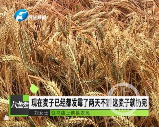 ▲河南电视台的报道画面。