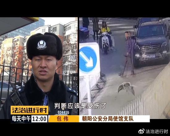 北京街头突现"仙鹤":司机纷纷避让 已获民警救助
