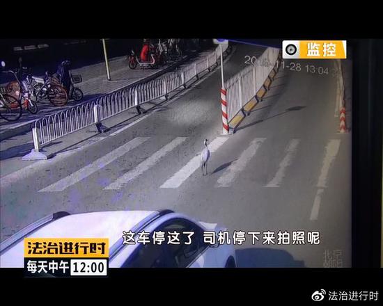 北京街头突现"仙鹤":司机纷纷避让 已获民警救助