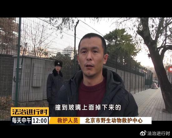 北京街头突现"仙鹤":司机纷纷避让 已获民警救助