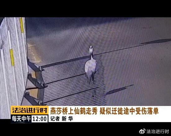 北京街头突现"仙鹤":司机纷纷避让 已获民警救助