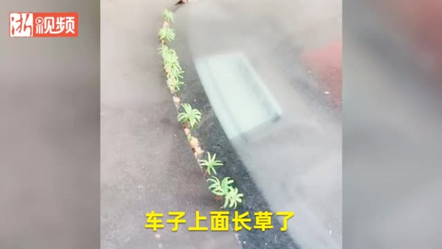 武漢市民發(fā)現(xiàn)汽車長草了 網(wǎng)友笑稱:春天來了!(圖2)