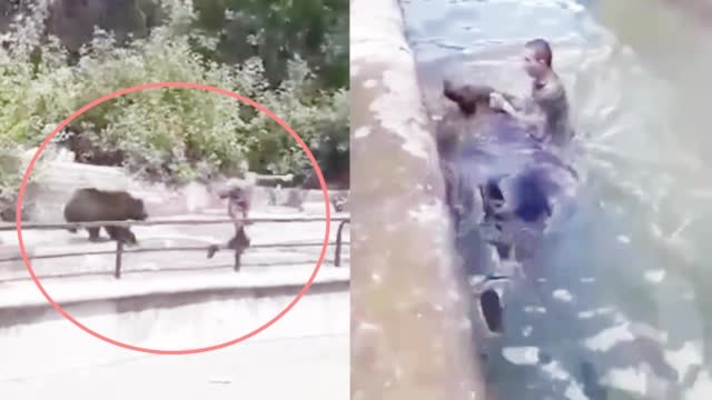 解除封城后 波兰男子去动物园:跟母熊从地面打到水里(含视频)