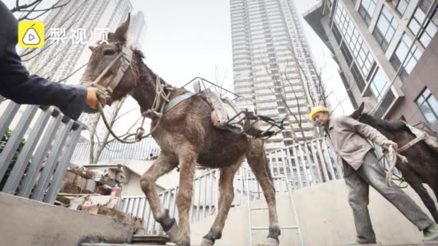 重庆2匹打工骡月薪45000