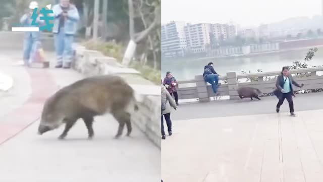 横冲直撞！四川达州街头惊险野猪乱窜 市民受惊纷纷躲闪避让