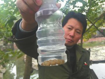 四川三苏祠人蚁大战30岁7厘米长蚁后被生擒