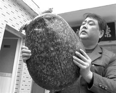南京渔民捕获10公斤百岁甲鱼 满身镶嵌