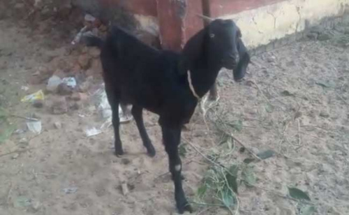 印度恰蒂斯加尔省一只山羊因屡次破坏当地县长的花园，日前和主人一起遭警方逮捕。