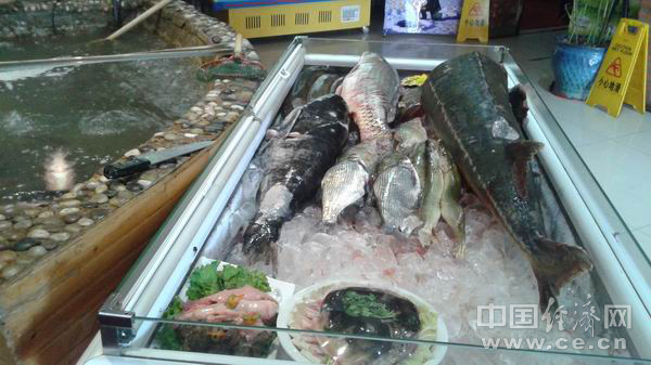 图为网络热炒的北岸野生鱼村大鳇鱼。中国经济网记者黄力辉 摄