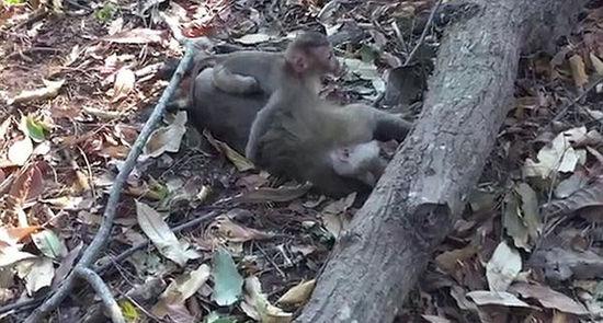 泰国一母猴死于车祸 小猴抱尸痛哭