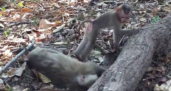 泰国一母猴死于车祸 小猴抱尸痛哭