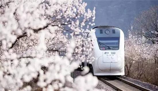 北京城郊S2线被称樱花专线 一列火车穿越花海