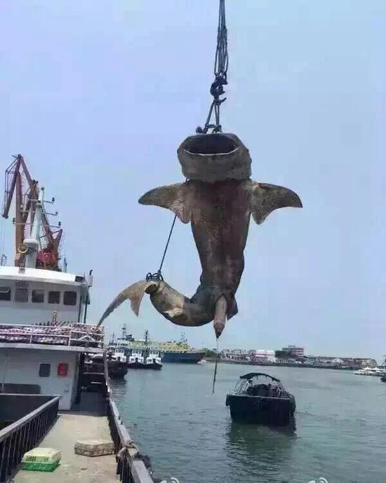 有消息说那条鲸鲨已被捕杀。