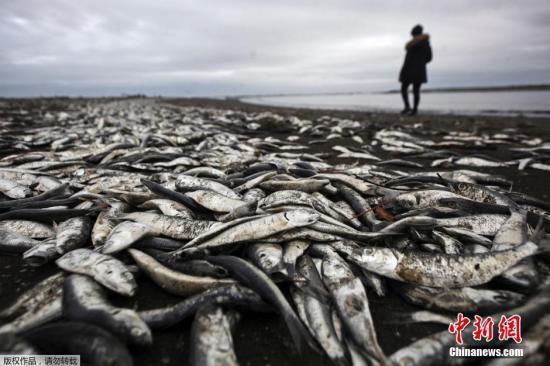 当地时间2016年5月15日,智利Tolten,海滩遍布大量死亡的海洋生物尸体。据报道,智利南部海域爆发赤潮,并产生毒素麻痹中枢神经系统,通过海洋食物链造成鱼类等海洋生物死亡。