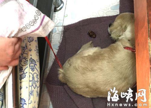 恶犬咬人后，被女店主拴在店内
