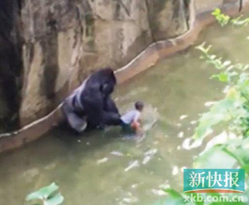 监控视频拍下的大猩猩与幼儿共处一池的惊险画面。