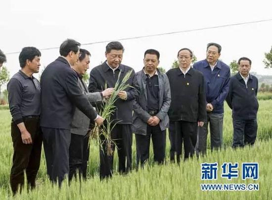 2016年4月24日至27日，中共中央总书记、国家主席、中央军委主席习近平在安徽调研。这是4月25日下午，习近平在滁州市凤阳县小岗村察看小麦长势。 新华社记者李学仁摄