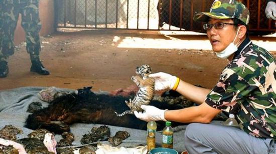 在被指野生动物走私和虐待动物的泰国佛教寺庙的冰柜里，发现了40个虎崽的尸体。（图片来源于BBC网站）