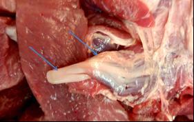 图2.图1猪肉中的“白色带状物”，原来是肌腱结构(佘锐萍)